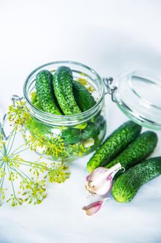 preservation of fresh house cucumbers. Selective focus. nature