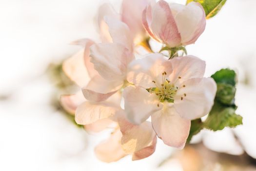 Blooming Apple Flowers and Sun flares Spring Awakening. Camera movement along the Apple branches with a shallow depth of field.