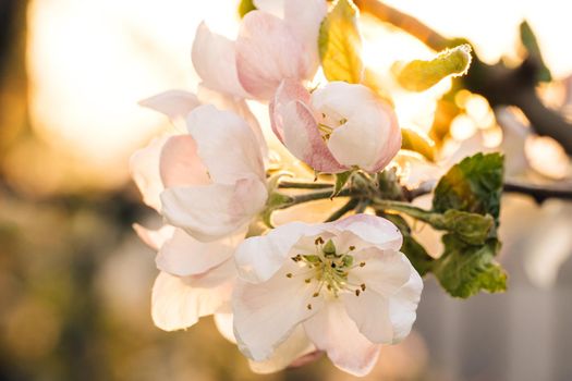 Spring apple flowers on apple branch trees blossom in the garden. Apple blossom flower. Beautiful white flowers.