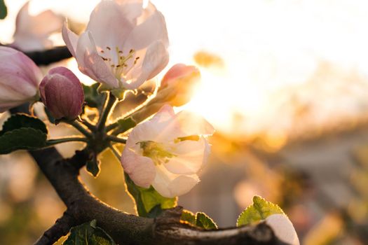 Apple blossoming against bright golden sun. Charming white petals view among green leafs. Amazing apple bloom in garden. Delightful tree flowers blooming.