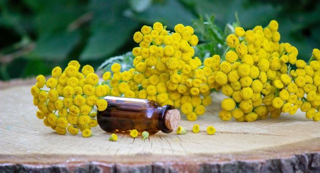 essential oil of immortelle on a wooden background. Selective focus. Herbs