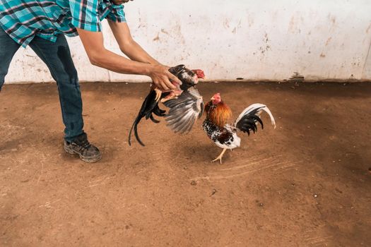 Unrecognizable fighting cock breeder putting two birds to fight in an arena in a rural area of Leon, Nicaragua. Concept of traditional peasant sports of Latin America.