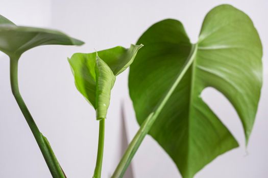 Beautiful young leaf of monstera on a light background. Minimalism concept.