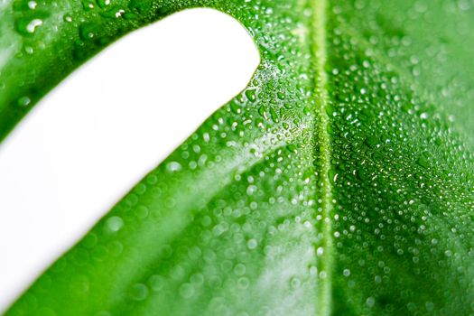 Close up beautiful young leaf of monstera on white background. Minimalism concept.