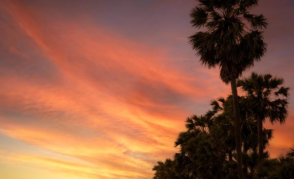 Bottom up view of sugar palm tree against orange and red sunset sky and clouds. Beauty in nature. Evening sky in summer. Tropical palm tree at dusk beside the beach. Tranquility view. Summer vibes.