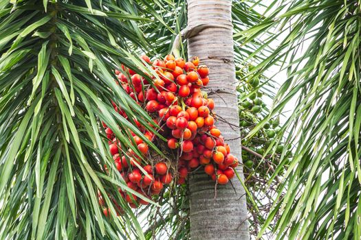 The Betel nuts or areca nuts on the tree