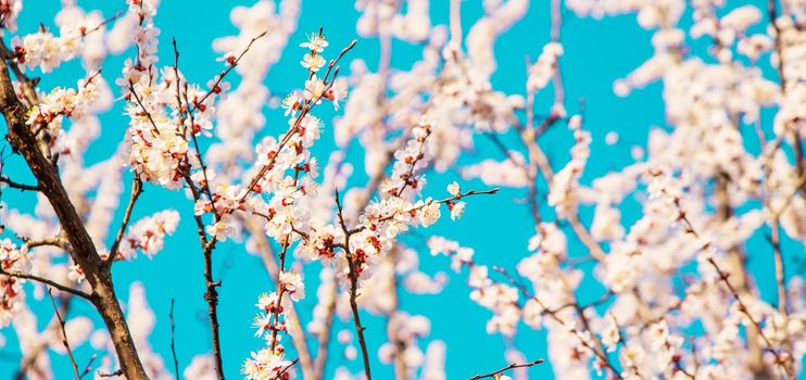 Blooming tree in the garden. Selective focus nature.