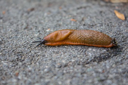 Big red slug is sliding on the gray ground. Macro, Selective focus.