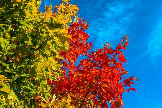 View of maple tree leaves with blue sky background. Autumn trees in a forest and clear blue sky with sun.