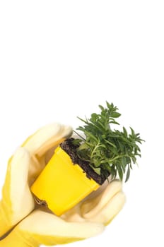 Hands in yellow garden gloves holding flower plant on white background. Spring planting season. Gardening layout. The care of plants. Work in the ground. Space for text.