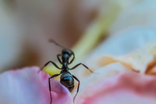 Close up macro of black ant cleaning itself on a bright white pink spring flower. Blurred petal flower background.