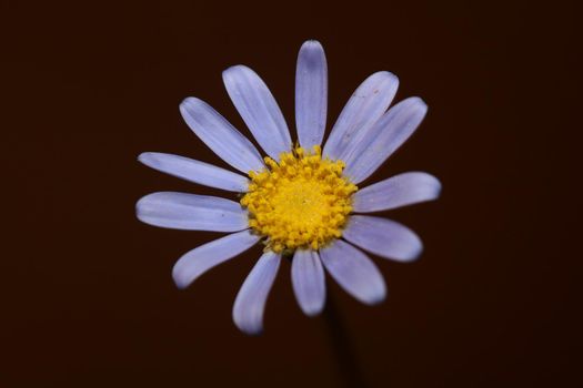 Blue flower close up blossom felicia amelloides family compositae modern botanical background high quality big size print home decoration