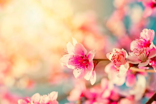 Beautiful pink peach flowers close up in a garden