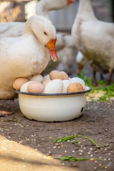 geese and chicken on the farm, eggs in a bowl.