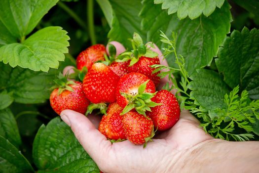 A handful of fresh strawberries from a strawberry farm. Nature. Selective focus.