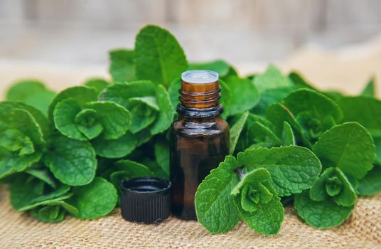 Peppermint essential oil in a small bottle. Selective focus. Nature.