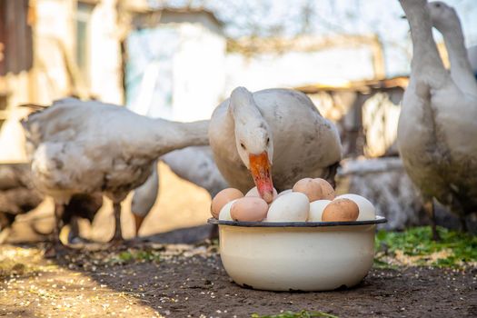 geese and chicken on the farm, eggs in a bowl.