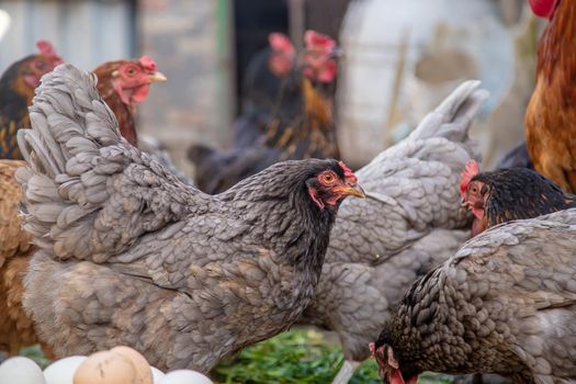 geese and chicken on the farm, eggs in a bowl.