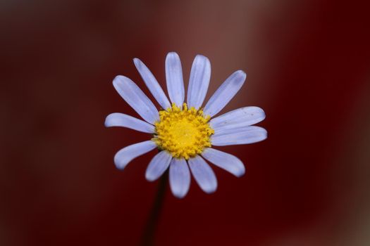 Blue flower close up blossom felicia amelloides family compositae modern botanical background high quality big size print home decoration