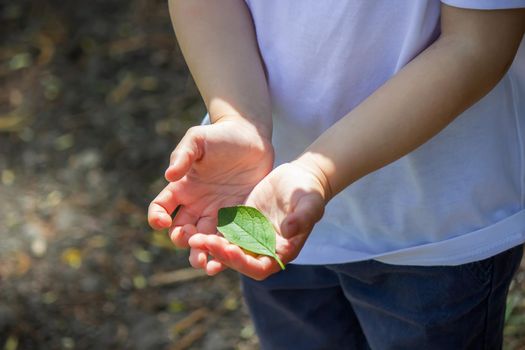 green leaf in the hands of a reyenka. Nature. Selective focus.