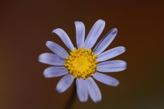 Blue flower close up blossom felicia amelloides family compositae modern botanical background high quality big size print home decoration