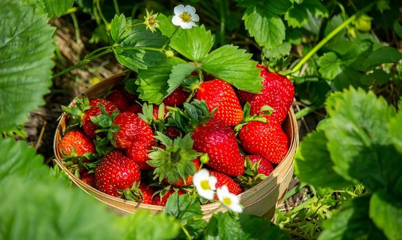 Strawberries in a basket in the garden at the farm. Nature. Selective focus.