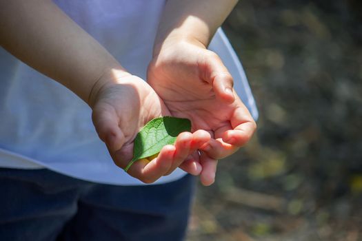 green leaf in the hands of a reyenka. Nature. Selective focus.