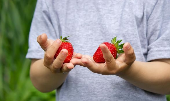 Fresh strawberries in the hands of a child. Nature. Selective focus.