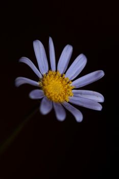 Blue flower close up blossom felicia amelloides family compositae modern botanical background high quality big size print home decoration