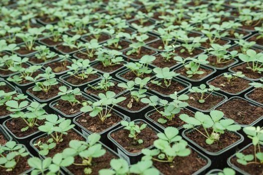 Greenhouse with a large variety of green plants. The concept of planting crops in spring. Pots with strawberry seedlings.