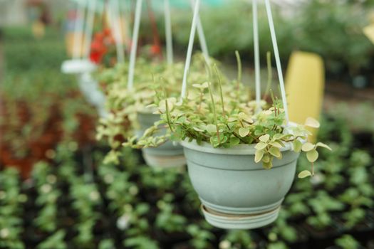 Greenhouse with a large variety of green plants. The concept of planting crops in spring. Pots with seedlings of green plants.