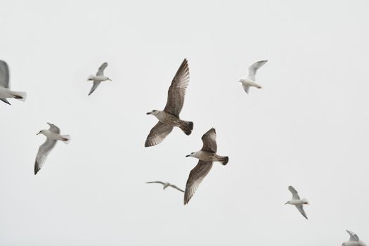 Seagulls flying in sky Spread wings