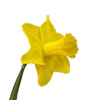 Yellow narcissus on a white isolated background. In spring, daffodils of various species bloom in the garden. Blooming narcissus. Blooming daffodils in spring. Flower close-up.