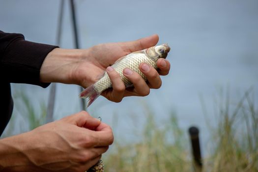 Fishing. Fish on a hook. Selective focus Nature