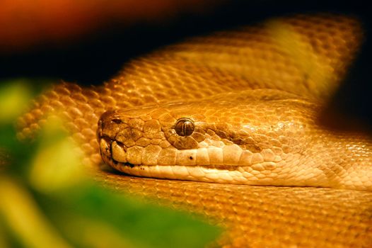 Close up of snake head, Python.
