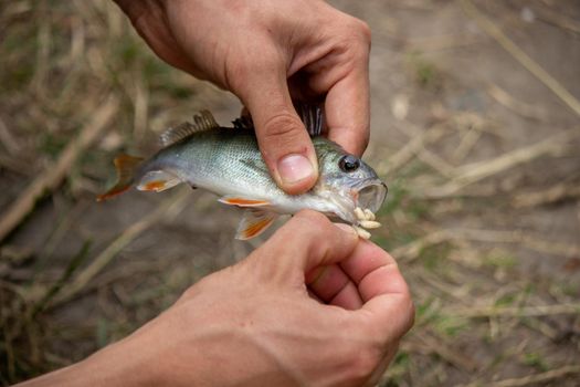 Fishing. Fish on a hook. Selective focus Nature