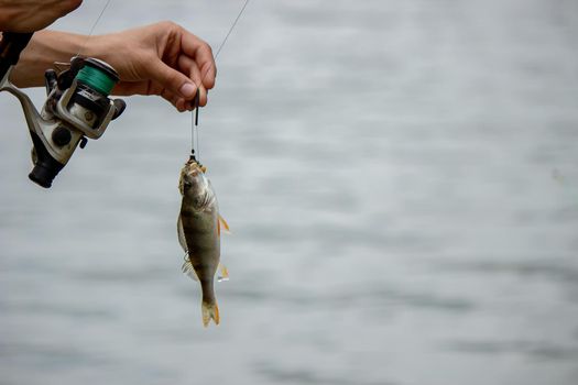 Fishing. Fish on a hook. Selective focus Nature