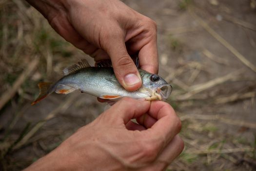 Fishing. Fish on a hook. Selective focus Nature