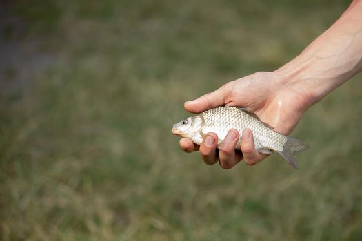 Fishing. Fish on a hook. Selective focus Nature