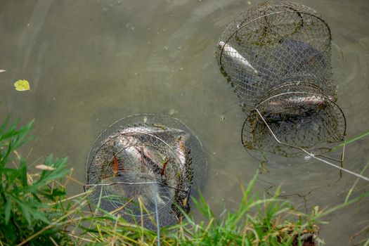 Fishing. Fish on a hook. Selective focus Nature