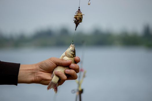 Fishing. Fish on a hook. Selective focus Nature