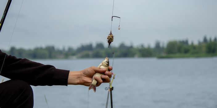 Fishing. Fish on a hook. Selective focus Nature