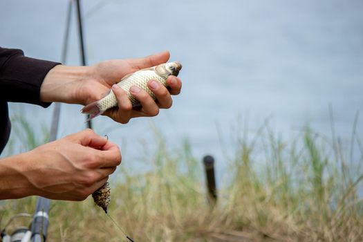 Fishing. Fish on a hook. Selective focus Nature
