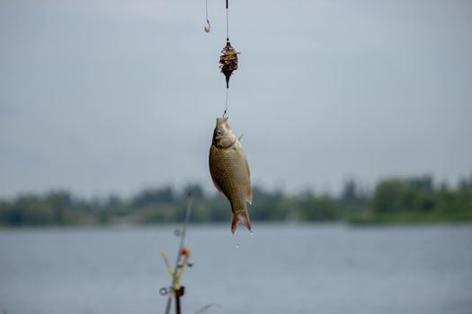 Fishing. Fish on a hook. Selective focus Nature