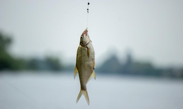 Fishing. Fish on a hook. Selective focus Nature