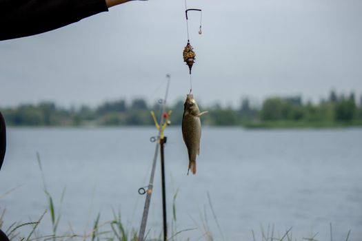Fishing. Fish on a hook. Selective focus Nature