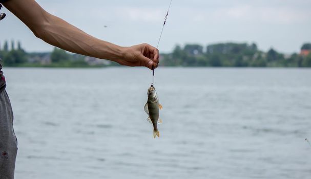 Fishing. Fish on a hook. Selective focus Nature