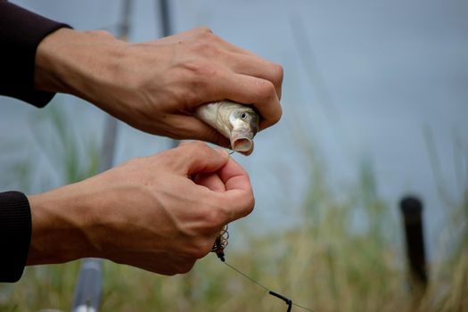 Fishing. Fish on a hook. Selective focus Nature
