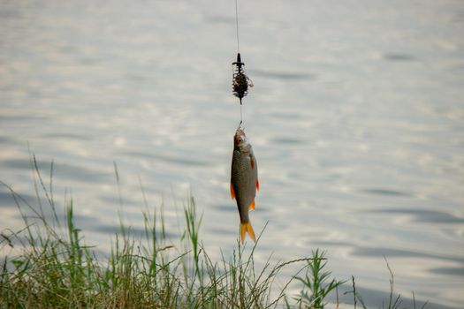 Fishing. Fish on a hook. Selective focus Nature
