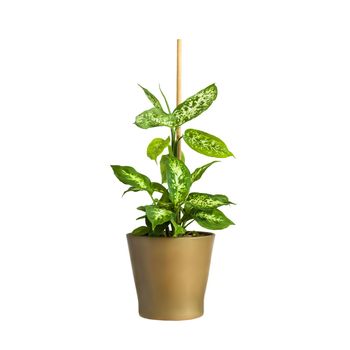 A pot with a home plant on a white isolated background. Decorations for the house or room. Diffenbachia or blunt reed in a pot. A houseplant.